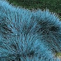 Powder Blue Festuca Grass