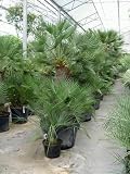 Butia capitata - Geleepalme Topfbreite 42 cm / Pflanzenhöhe 150 cm mit Topf