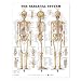 The Skeletal System Anatomical Chart