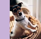 Dogs and Puppies Large Address Book (Paperstyle Address Books)