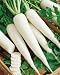White Icicle Radish Seeds - Raphanus Sativus - 3 Grams - Approx 270 Gardening Seeds - Vegetable Garden Seed