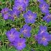 Geranium Johnson's Blue