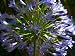Close View of a Purple African Lily Flower Photographic Poster Print by Stacy Gold, 18x24