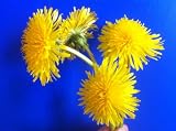 The Dandelion Conspiracy (Like Michael Crichton's Andromeda Strain or Robin Cook's Outbreak)