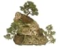 Brussel's Shimpaku Juniper Bonsai Tree
