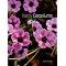Gardening: Pelargoniums and Geraniums