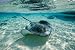 Southern Stingrays Swimming at Stingray City - 24W x 16H - Peel and Stick Wall Decal by Wallmonkeys
