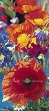 Red Poppies Wall Mural