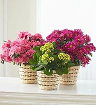 Flowers & Gifts - blooming plant - Medium