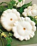 51RRLJMYM6L. SL160  Early White Bush Scallop Squash Seeds   Cucurbita Pepo   4 Grams   Approx 40 Gardening Seeds   Vegetable Garden Seed