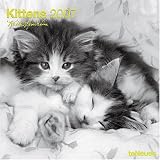 Kittens 2007