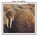 Walruses (Sea Mammal Discovery Library)