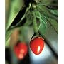 Chiltepin Hot Pepper - 50 Seeds