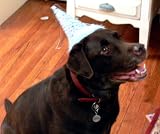 Birthday Party Dog Hat - Blue Small