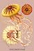 Art Poster, Jellyfish: Discomedusae #2 - 18.75 x 27.5