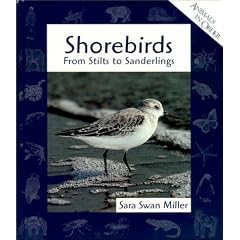 Shorebirds: From Stilts to Sanderlings