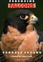 Peregrine Falcons