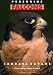 Peregrine Falcons
