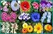 Low Grow Wildflower Seed Mix - 1,000 Seeds + *Free Seeds*