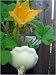 White Scallop Summer Squash 40 Seeds - BONUS PACK!