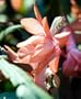 Hirt's Salmon Christmas Cactus Plant - Zygocactus - 4" pot
