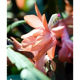 Salmon Christmas Cactus Plant - Zygocactus - 4" pot