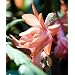 Hirt's Salmon Christmas Cactus Plant - Zygocactus - 4" pot