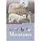 Connexion moutons