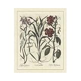 Besler Floral III Poster Print