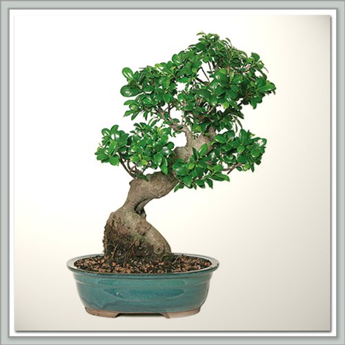 Bonsai Tree (Green Island) Ficus III Nursery Direct from Joebonsai