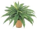 23 Inch Boston Fern Bush x42 - Qty of 6