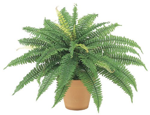 23 Boston Fern Bush x42 (Pack of 6)