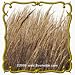 Indian Grass (Sorghastrum nutans) Jumbo Seed Packet - 2000 Seeds