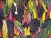 Rainbow or Five-Colored Swiss Chard Photographic Poster Print by David Cavagnaro, 12x16