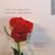 The Red Red Rose (Concerto Caledonia)