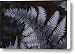 The Leaf Of A Japanese Painted Fern Canvas Print / Canvas Art - Artist Stephen Alvarez