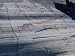 Rock Carvings Between 2000 and 6000 Years Old on Ice Striations, Hjemmeluft Alta, Nor...