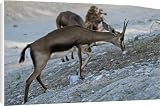 Canvas Print of from Flpa