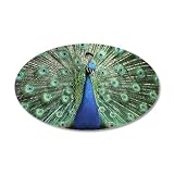22x14 Oval Wall Vinyl Sticker Peacock with Beautiful Plumage (Feathers)