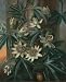 British Art Poster - Blue Passion Flower; for the