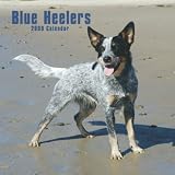 Blue Heelers 2009 Square Wall Calendar