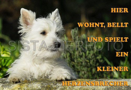 Metall-Warnschild West Highland White Terrier Welpe