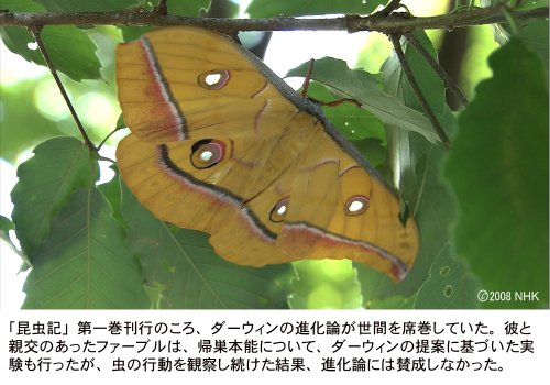 Cover image : ファーブル昆虫記 南仏・愛しき小宇宙 DVD-BOX