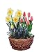 Outdoor Living : Bulb Spring Collection Pre-Planted in Wicker Basket