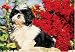 shih tzu - 300 Piece Shih Tzu Jigsaw Puzzle