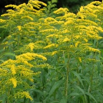 Outsidepride Solidago Goldenrod Wonder - 10000 Seeds Outsidepride Solidago Goldenrod Wonder - 10000 Seeds