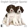 English Springer Spaniel 2010 Wall Calendar AP30462