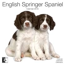 English Springer Spaniel 2010 Wall Calendar AP30462
