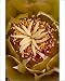 Photographic Prints of Center of a Red Barrel Cactus (Ferocactus cylindraceus) flower, Anza-Borrego from Robert Harding