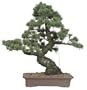 Brussel's Five Needle Pine Specimen Tree